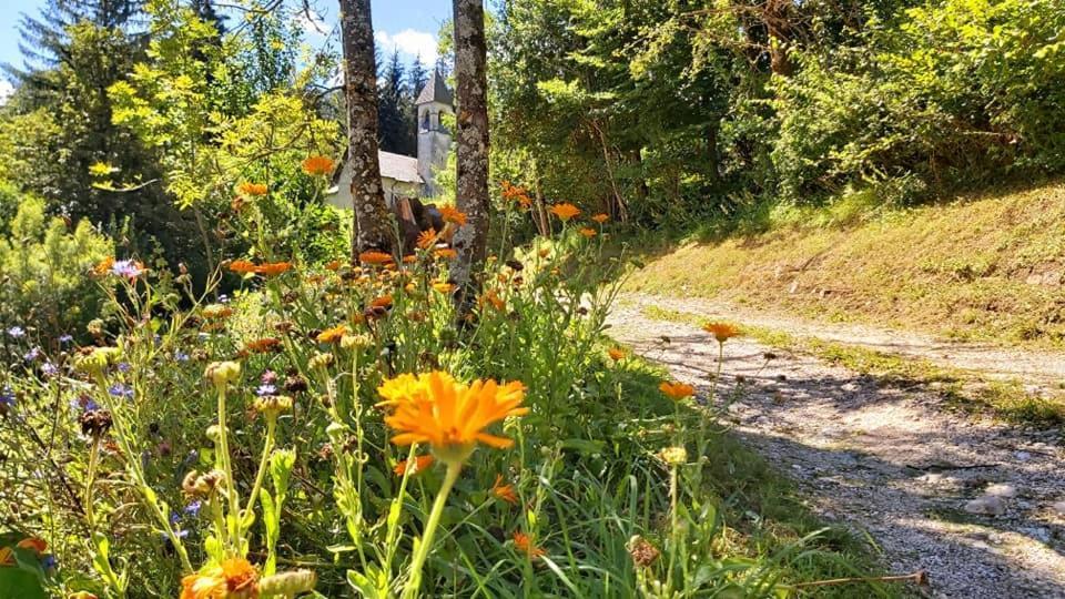 Agriturismo Borgo Damos Villa Valle di Cadore Eksteriør bilde