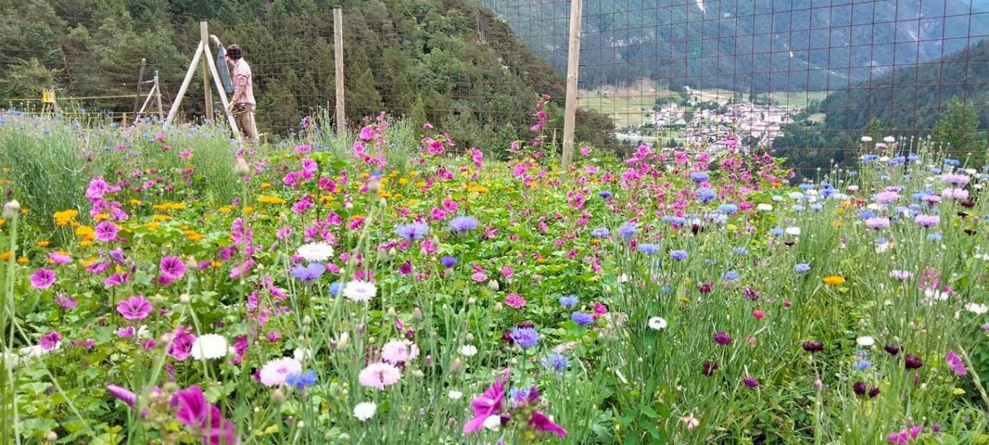 Agriturismo Borgo Damos Villa Valle di Cadore Eksteriør bilde