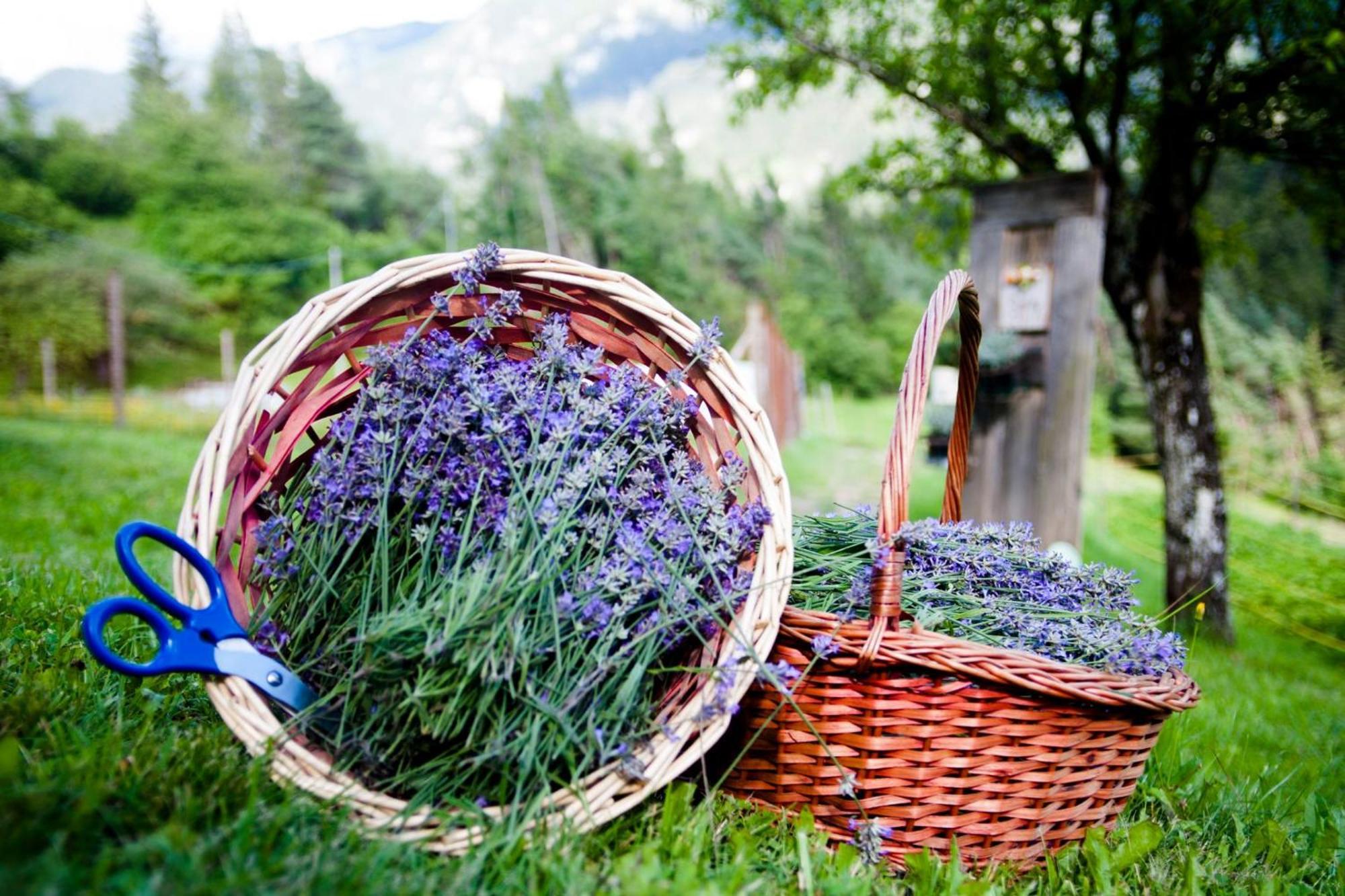 Agriturismo Borgo Damos Villa Valle di Cadore Eksteriør bilde