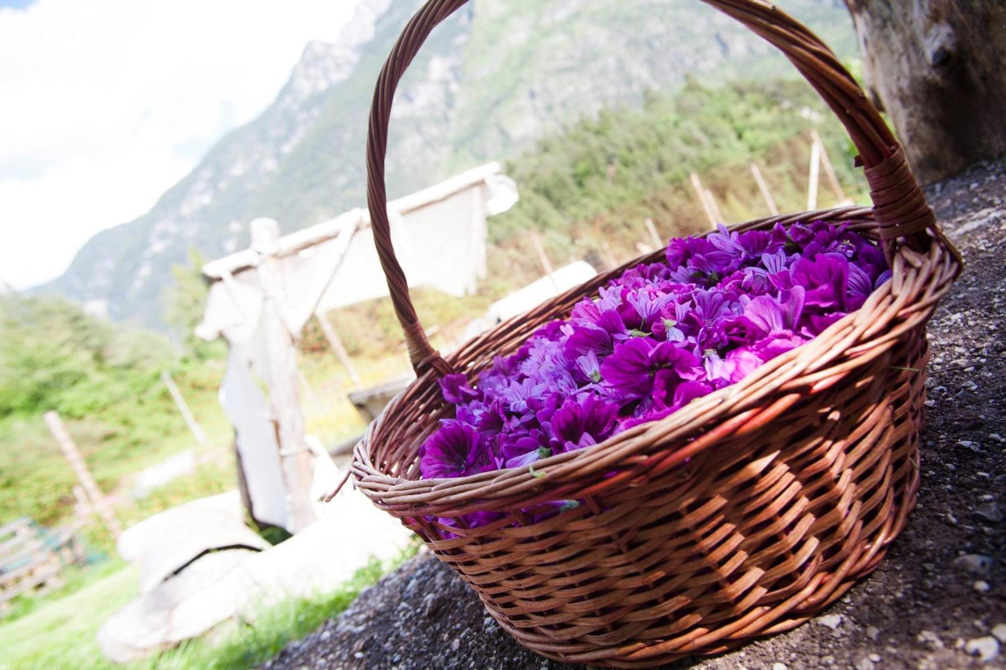 Agriturismo Borgo Damos Villa Valle di Cadore Eksteriør bilde