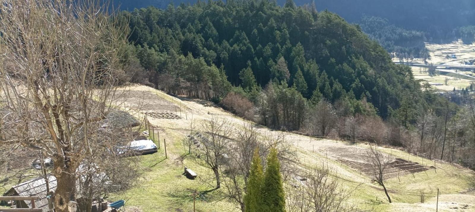 Agriturismo Borgo Damos Villa Valle di Cadore Eksteriør bilde